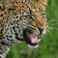 leopard londolozi 85x85