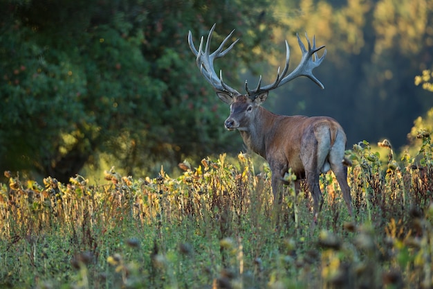 red deer nature habitat deer rut_475641 991