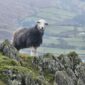 Troutbeck Tongue sheep 85x85